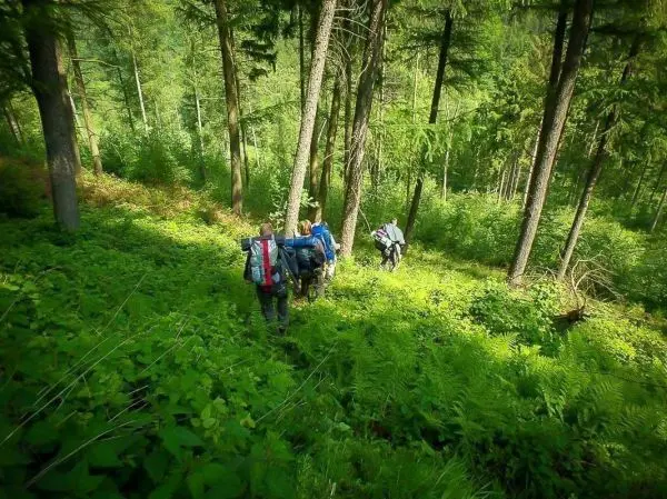 Wanderer mit Rucksäcken bewegen sich durch dichte, grüne Vegetation im Wald