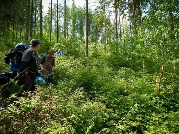 Wanderer mit Rucksäcken bewegen sich durch dichten Wald mit hohem Unterholz