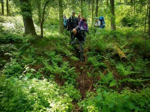 Wanderer überquert einen Graben im Wald, umgeben von Farnen und Bäumen