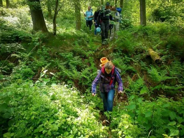 Wandernde Gruppe überquert unebenen Boden im Wald, umgeben von Pflanzen