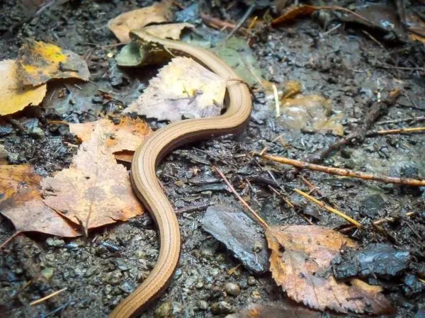 Braune Schlange kriecht über feuchte Erde und Laub