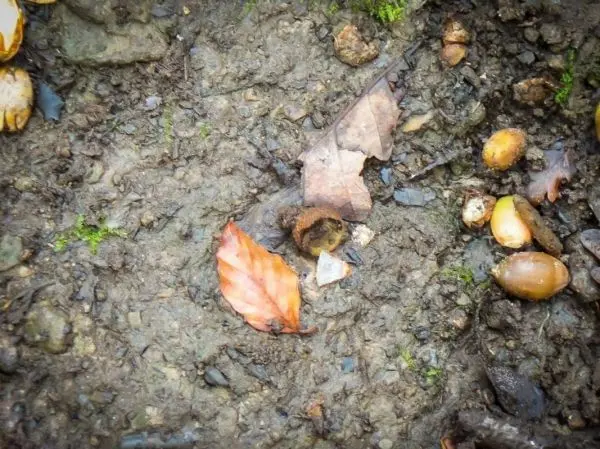 Eicheln und Laub liegen auf feuchtem Boden