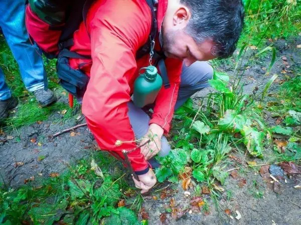 Mann erntet Pflanzen aus dem Boden mit einem Messer