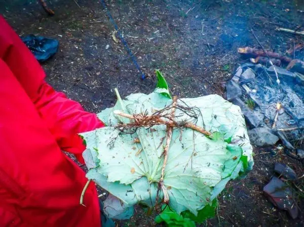 Person hält eine Ansammlung von Blättern und Wurzeln