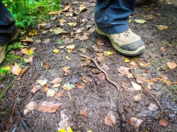 Schlange kriecht über den Boden zwischen Laub und Schuhen