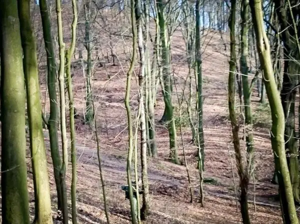 Bäume stehen in einem lichtdurchfluteten Wald mit trockenem Laub am Boden