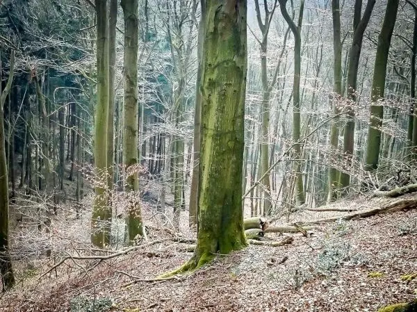 Bäume stehen in einem lichtdurchfluteten Waldgebiet