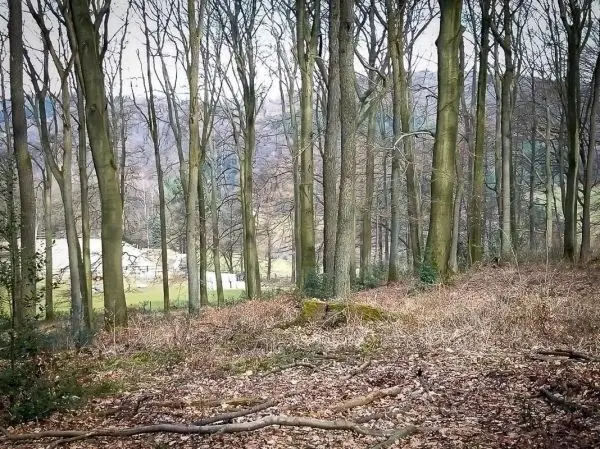 Bäume stehen in einem Waldgebiet mit Laub und sichtbarem Boden