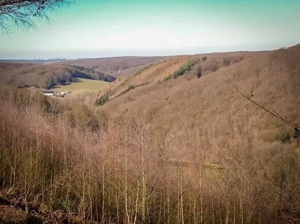 Blick auf bewaldete Hügel und ein Tal mit Wiesen