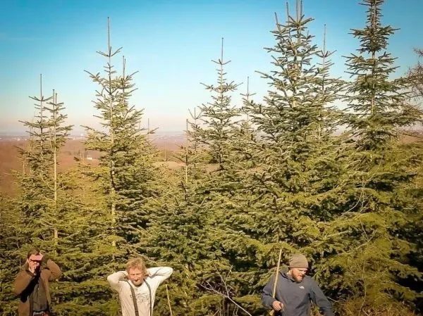 Drei Personen stehen zwischen hohen Tannenbäumen und halten Stöcke in der Hand