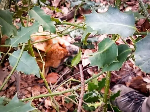 Ein orangefarbener Fuchs liegt zwischen Dornen und Laub im Wald