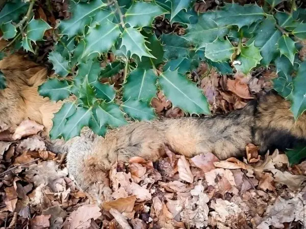 Ein Tierfell liegt zwischen Laub und Stechpalmenblättern