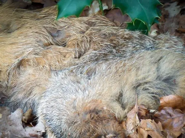 Fell eines Tieres liegt auf trockenem Laub, umgeben von Pflanzen