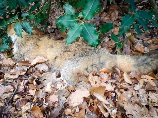 Fellstück liegt zwischen Laub und Pflanzen