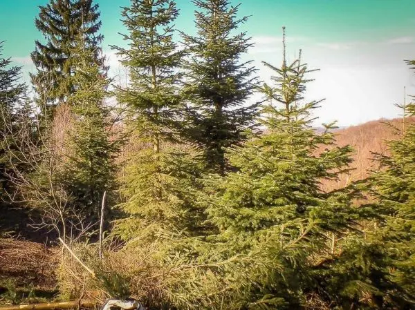 Nadelbäume stehen in einem Waldgebiet, einige Äste liegen am Boden