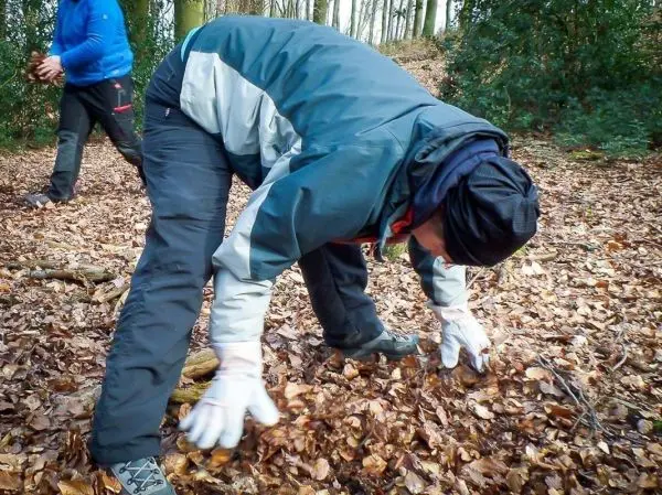 Person hebt Laub im Wald auf