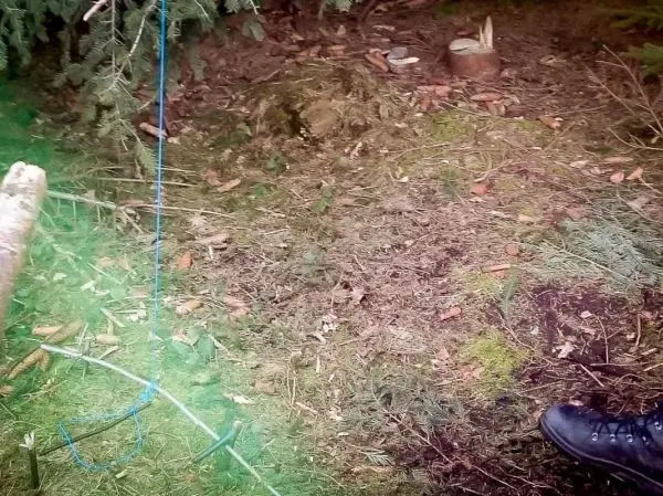Schlingenfalle mit blauer Schnur und Holzstücken im Unterholz