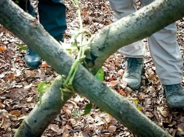 Selbstgebaute Konstruktion aus zwei gekreuzten Ästen mit grünen Zweigen