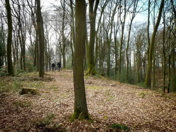 Waldweg mit Laub, drei Personen gehen in der Ferne