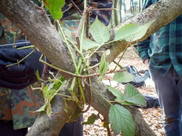 Zweige und Blätter sind zu einer stabilen Struktur verflochten