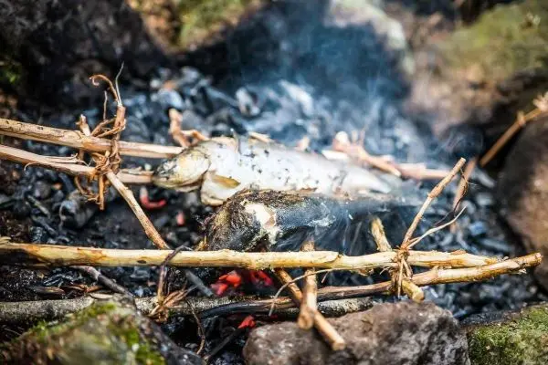 Fisch wird über glühenden Kohlen auf improvisierter Holzstütze gegart