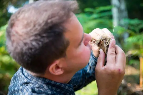Person untersucht eine Pflanze im Wald