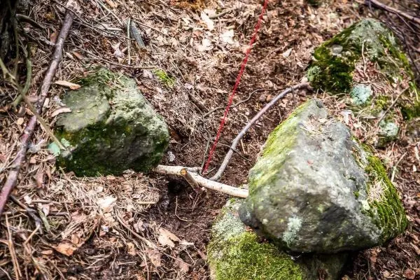 Schlagfalle (Figure-Four-Falle) zwischen zwei Steinen mit Auslöserstock und Schnur