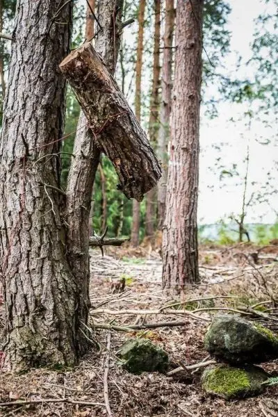 Schlagfalle (Figure-Four) mit Holzstück und Schnur zwischen zwei Bäumen