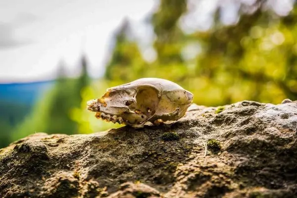 Tierkopf-Skelett liegt auf einem großen Stein im Wald