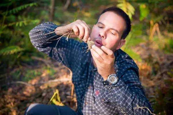 Zunder wird mit Gras und Pflanzenmaterial vorbereitet