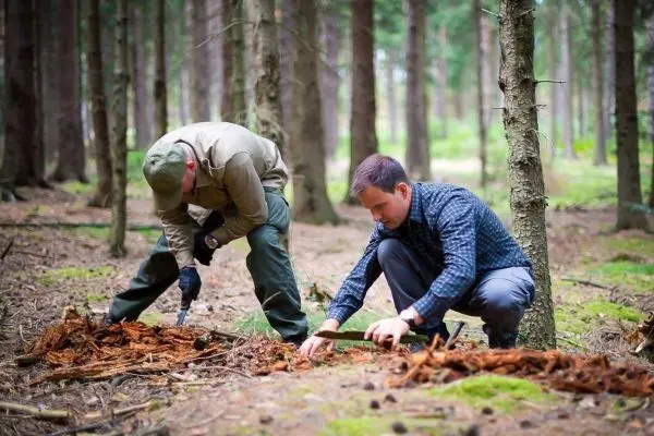 Zwei Personen graben im Wald mit Messern in der Erde