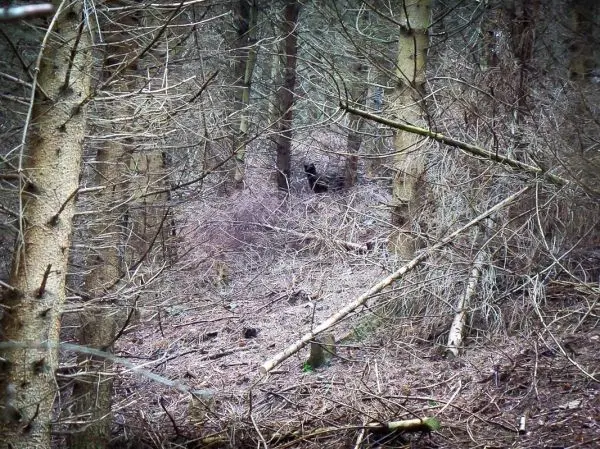 Dichter Wald mit abgestorbenen Ästen und trockenem Unterholz