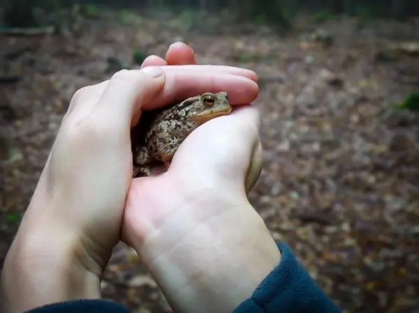 Hände halten einen kleinen Frosch im Wald