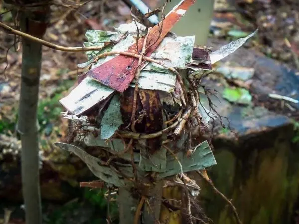 Konstruktion aus Rinde und Zweigen auf einem Holzstock, möglicherweise als Zunder vorbereitet