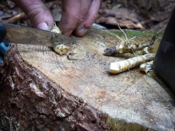 Messer schneidet Wurzelstücke auf einem Baumstumpf