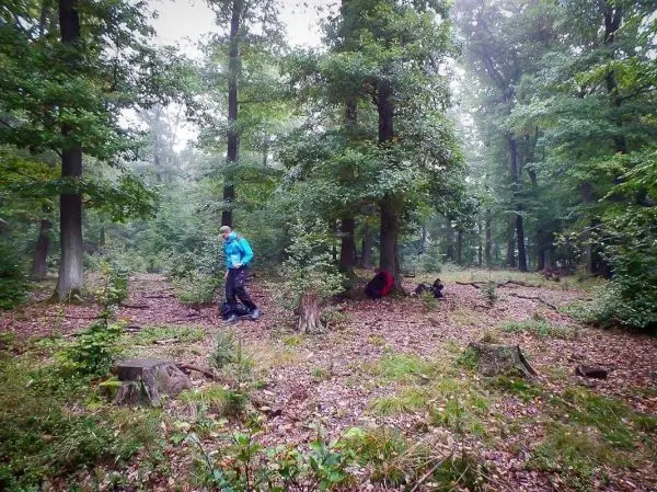 Person geht durch einen Wald mit Bäumen und Laub
