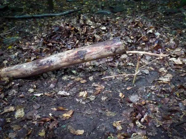 Schlagfalle (Figure-Four-Falle) aus Holzstücken im Laub