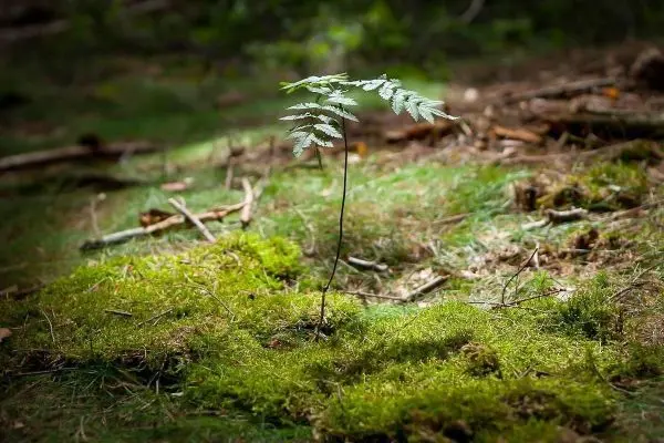 Ein einzelner Farn wächst auf moosbedecktem Boden im Wald