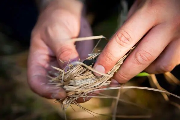 Hände formen Zundernest aus trockenem Gras