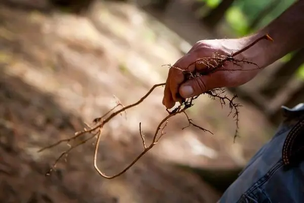 Hand hält eine dünne Wurzel mit feinen Verästelungen im Wald