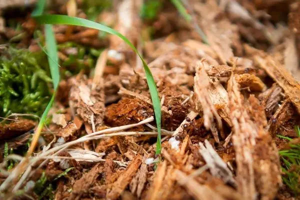 Holzhackschnitzel und Gras wachsen auf feuchtem Boden