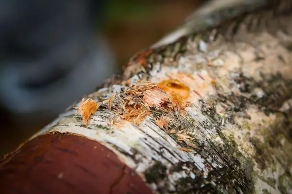 Holzstück mit Rinde und Spänen, bearbeitet mit einem Messer