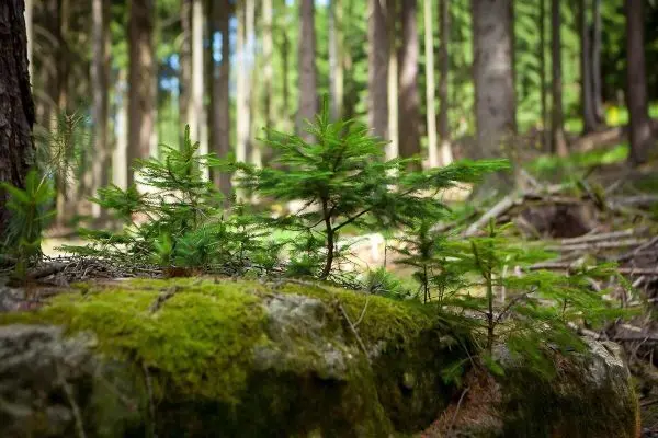 Kleine Nadelbäume wachsen auf einem moosbedeckten Stein im Wald