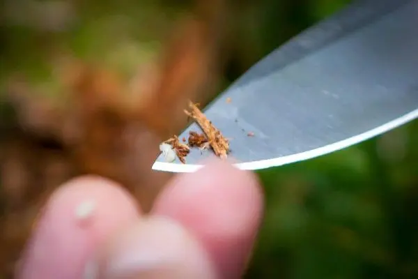 Messer schabt Holzspäne von einem Stück Rinde