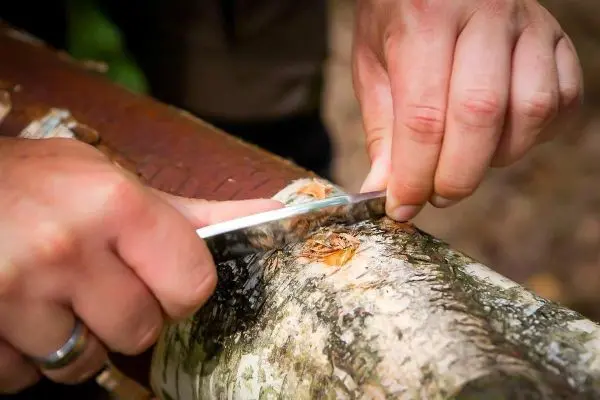 Messer schneidet Rinde von einem Baumstamm ab