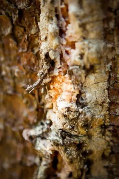 Nahaufnahme von Baumrinde mit sichtbaren Rissen und Harz