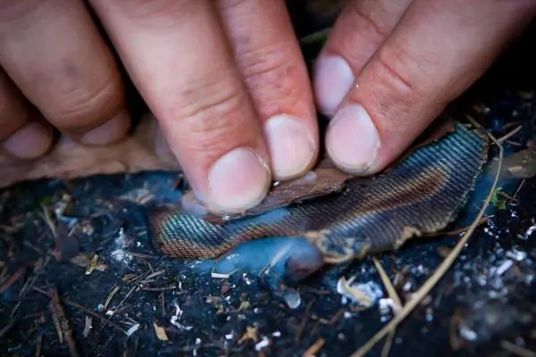 Person berührt einen gefangenen Fisch auf dem Boden