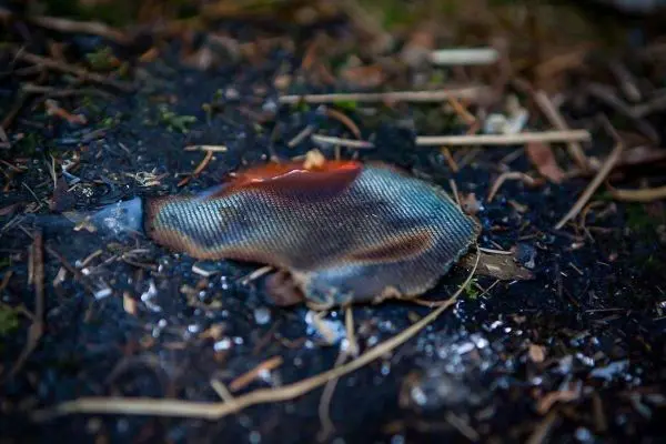 Zunder glimmt auf schwarzem Boden mit Asche und kleinen Holzstücken
