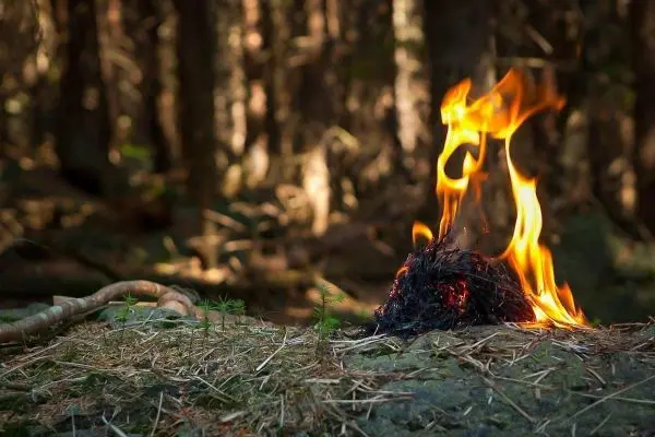 Zunder glimmt mit kleiner Flamme auf einem Stein im Wald
