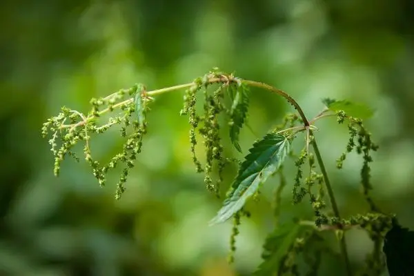 Zweig mit grünen Blättern und kleinen Blütenständen in unscharfem Hintergrund